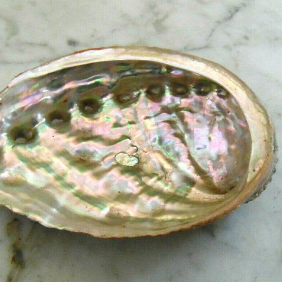 Beautiful Abalone Shell Antique & Vintage lot of 4~Size 8"~8"~6.5"~4 3/4''inches - Picture 13 of 16